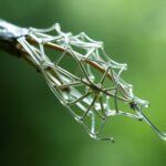 Когда кораллы и птицы подсказывают инженерам: бионика в деле